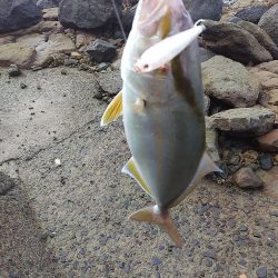 ダツ～！　に始まりヤズ・ネリゴ。